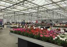 PAC presented her varieties at the location of Westhoff in Südlohn-Oeding, Germany. 